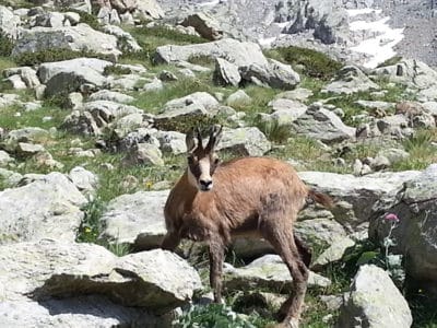 Chamois